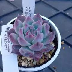 2025年最新】リンゼアナの人気アイテム - メルカリ