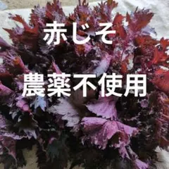 農薬不使用　赤紫蘇 赤じそ シソ しそジュースのサムネイル