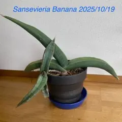 2025年最新】サンセベリア バナナの人気アイテム - メルカリ