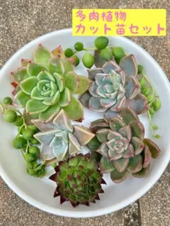 多肉植物カット苗セット　エケベリア