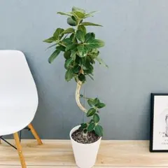 2025年最新】ベンガレンシスの人気アイテム - メルカリ