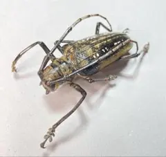 2025年最新】カミキリ 標本の人気アイテム - メルカリ