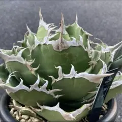 2025年最新】狼牙 アガベの人気アイテム - メルカリ