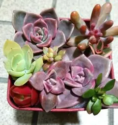 15　多肉植物　寄せ植えセット　カット苗　ピンクプリティ　火祭り　　¥500
