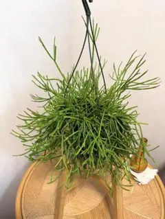 専用品⭐︎リプサリス クラバータ デリカツラ 専用品⭐︎リプサリス クラバータ デリカツラ - メルカリ