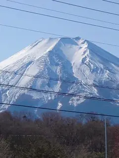 【特価】1枚限り★オックス ブラウン系