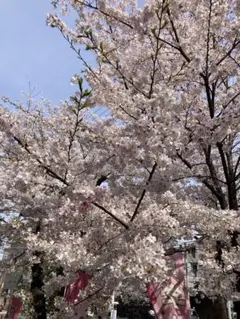 マイメロ様専用　L サイズ　2枚