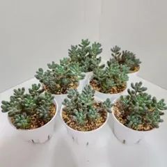 つぶつぶ屋さん　赤ずきん　抜き苗