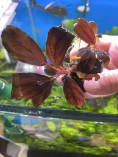 2026年最新】bucephalandra sp blueの人気アイテム - メルカリ