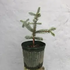 2025年最新】プンゲンストウヒ ホプシーの人気アイテム - メルカリ