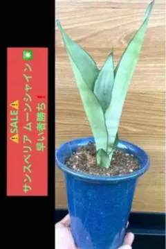 特大⑧号ポット❣️ サンスベリア ムーンシャイン 子株多数付いてます^ ^ Amazon｜ムーンシャイン 超希少 サンスベリア 観葉植物 空気清浄 3号