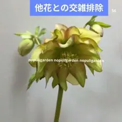 訳あり」クリスマスローズ 小苗 SDピエラ セルフ - メルカリ