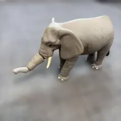 アニア　ぞう