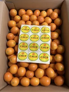 宮崎県　金柑たまたま2Lサイズ1kg入り