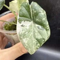 アロカシア メロ オーレア 斑入り アロカシア メロ オーレア 斑入り