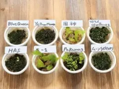 ビカクシダ　胞子培養 8種セット（現物出品）のサムネイル
