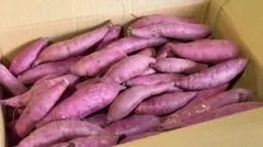 茨城県産　熟成紅はるかSサイズ5kg箱込み さつまいも　268のサムネイル