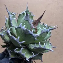 アガベ ホリダ 極上株 極上強刺 Agave horrida 球状株 - メルカリ
