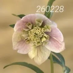 2026年最新】大木ナーセリーの人気アイテム - メルカリ