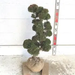 2026年最新】真柏の人気アイテム - メルカリ