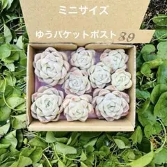 ✾72 多肉植物　ヒューミリス　エケベリア　多肉　 カット苗　ミニサイズ