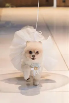 リングドッグ　リングピロー　犬　ドレス　小型犬　犬用服　結婚式