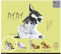 灰色メロン　カイカイ　ビーグル