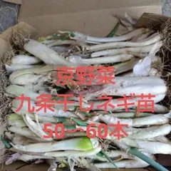 九条干しネギ苗のサムネイル