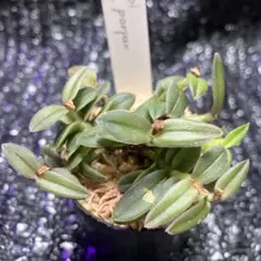 2026年最新】洋蘭原種の人気アイテム - メルカリ