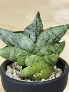 サンセベリア ボンセレンシス 発根済みのサムネイル