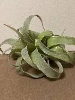 キセログラフィカ フェイクエアープランツ 約15cm