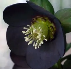 2025年最新】クリスマスローズ開花の人気アイテム - メルカリ