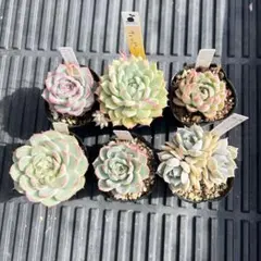 多肉植物・有名生産者様、実生家さま苗、実生苗6苗セット