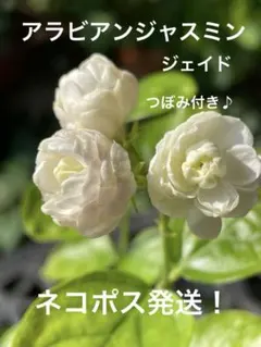 ☆ネコポス発送！③アラビアンジャスミンジェイド八重薔薇咲き蕾付き抜き苗 1本のサムネイル