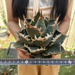 優*様 アガベ チタノタ 白鯨超大株 包葉株 ホイルタイプ コレクション