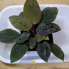 くぅ様 リクエスト 3点 まとめ商品