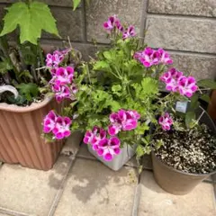 chesha様 リクエスト 2点 まとめ商品