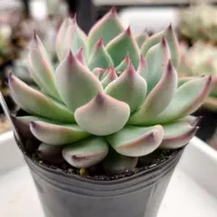 2025年最新】おらいさん苗 紫紺の矢の人気アイテム - メルカリ