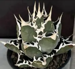 極上チタノタ白鯨子株⑤ 限定☆速達サービス☆検索オアハカドワーフ赤猫雪峰狂棘 極上チタノタ白鯨子株⑤ 限定☆速達サービス☆検索オアハカ