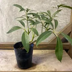 2026年最新】シェフレラ・ カポックの人気アイテム - メルカリ