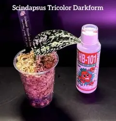 チョビヒゲ様 リクエスト 2点 まとめ商品