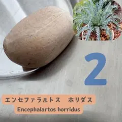 ホリダス　マニケンシス　種子セット ホリダス マニケンシス 種子セット 2025年最新】エンセファ