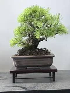 黒松 盆栽 古木 粘り良い 樹高55㎝ - メルカリ