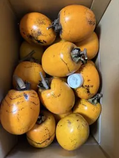 6kg詰め合わせ 無農薬　渋柿　T字枝あり