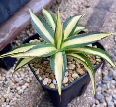 2025年最新】ブルーグロー アガベの人気アイテム - メルカリ