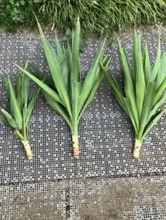 君子蘭 クンシラン 抜き苗 5本 観葉植物 メルカリ便使用 バラ売りもし