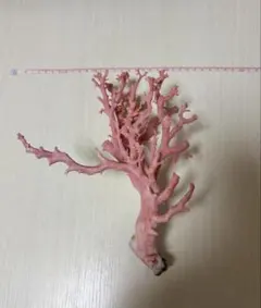 2025年最新】桃色珊瑚 原木の人気アイテム - メルカリ