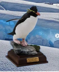 いきもん　南極　いわとびペンギン