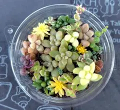多肉寄せ植え　そのまま飾れる　多肉弁当　多肉植物　セダム　三日月とうさぎ