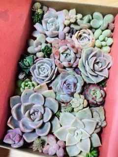 多肉植物　カット苗詰め合わせ　寄せ植えセット　多肉弁当